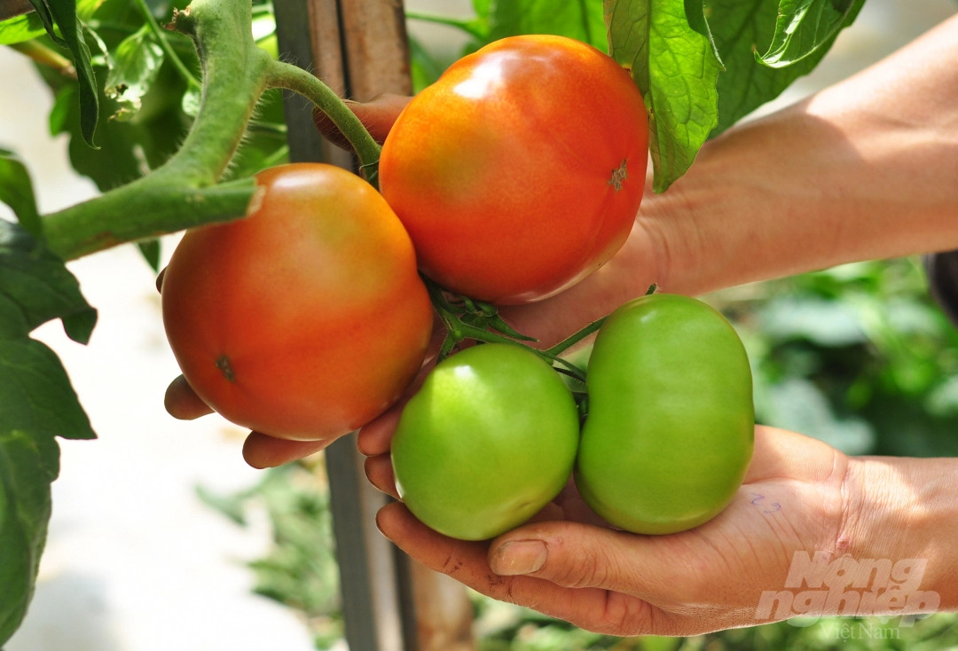 Thu trăm triệu đồng mỗi tháng từ vườn cà chua trồng trên giá thể